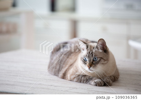 飼い猫、日本猫、ペット 109036365