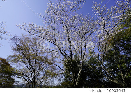 春の青空に映える満開の桜 109036454