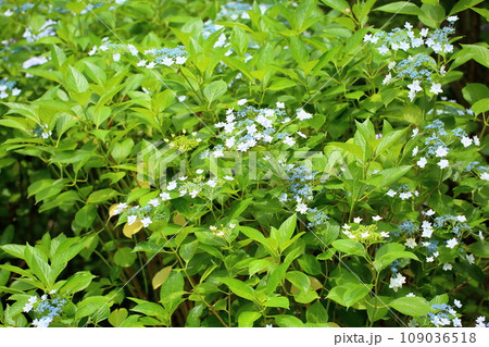 ガクアジサイの花　墨田の花火 109036518