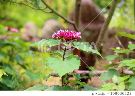ボタンクサギの花 109036522