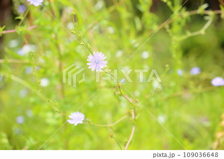 チコリの花 チコリの花 109036648