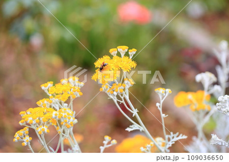 カレープラントの花 カレープラントの花 109036650