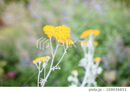 カレープラントの花 カレープラントの花 109036651