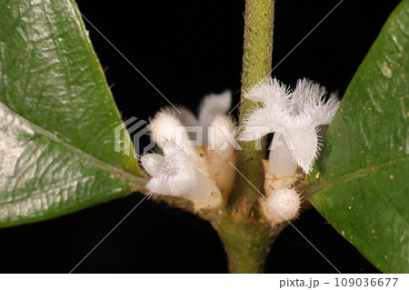 自然 植物 リュウキュウルリミノキ、東南アジアから琉球列島の林内に生える常緑低木 自然 植物 リュウキュウルリミノキ、東南アジアから琉球列島の林内に生える常緑低木 109036677