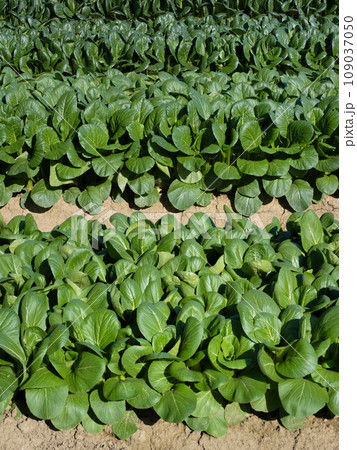 コマツナの栽培 109037050