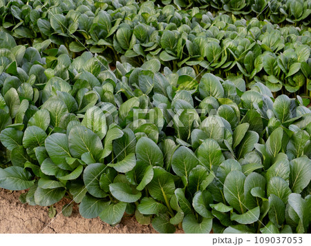 コマツナの栽培 コマツナの栽培 109037053