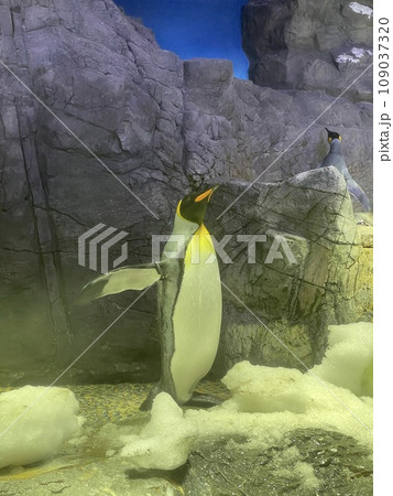 岩に立つフンボルトペンギン 109037320