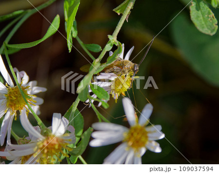ツチバチ科キンケハラナガツチバチ♂の吸蜜 ツチバチ科キンケハラナガツチバチ♂の吸蜜 109037594