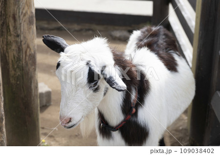白黒模様のヤギ 109038402