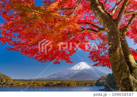 《山梨県》富士山と真紅の紅葉・秋の精進湖湖畔 109038587