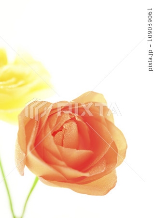 明るいオレンジと黄色のバラ 109039061