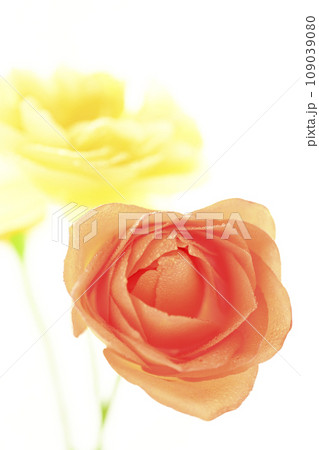 明るいオレンジと黄色のバラ 109039080