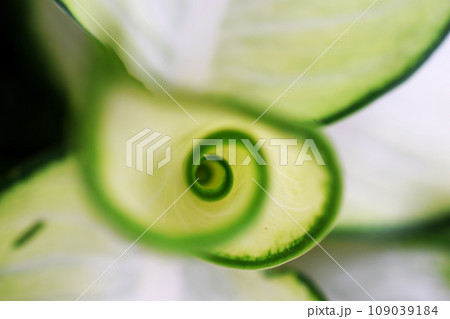 green leave spiral nature abstract background green leave spiral nature abstract background 109039184