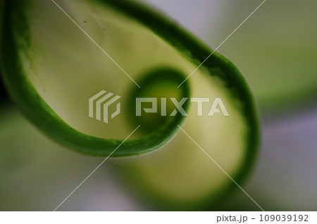 green leave spiral nature abstract background 109039192