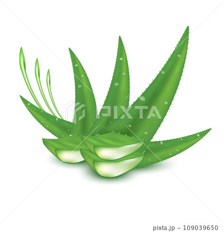 Aloe Vera natural herbs on white background. Realistic 3D Vector illustration. 109039650
