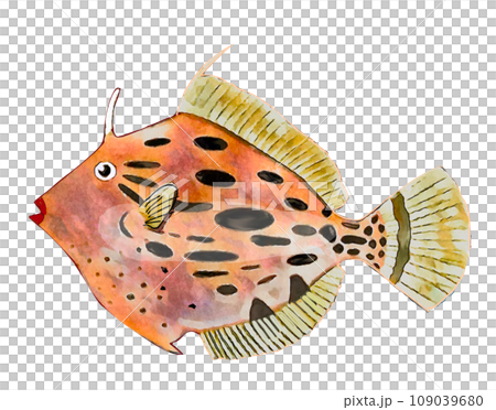 Kawa Hashi 109039680