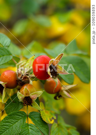 浜茄子(はまなす)の実 浜茄子(はまなす)の実 109039893