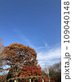 秋の青空と紅葉 109040148