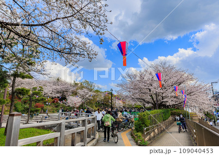 東京　北区　桜が満開の飛鳥山公園 109040453