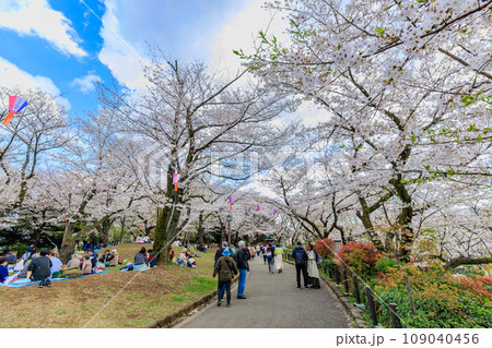 東京　北区　桜が満開の飛鳥山公園 109040456