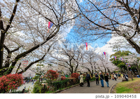東京　北区　桜が満開の飛鳥山公園 109040458