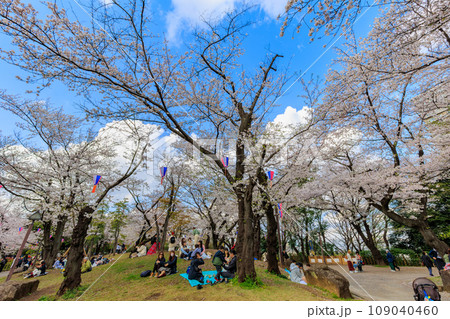 東京 北区 桜が満開の飛鳥山公園 東京 北区 桜が満開の飛鳥山公園 109040460