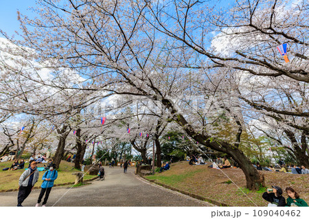 東京 北区 桜が満開の飛鳥山公園 東京 北区 桜が満開の飛鳥山公園 109040462
