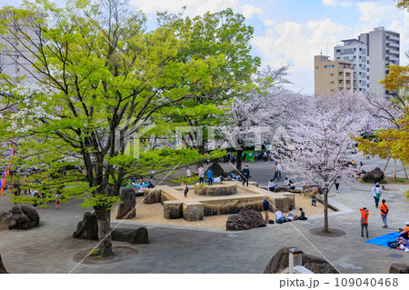 東京　北区　桜が満開の飛鳥山公園（多目的広場） 109040468