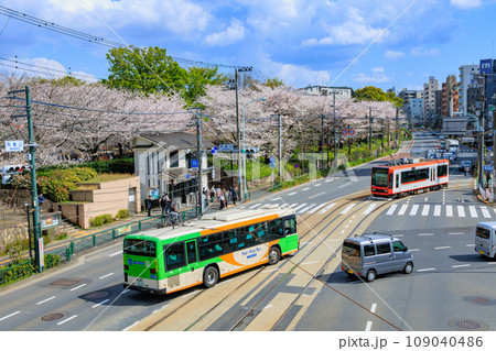東京　北区　桜が満開の飛鳥山公園と東京さくらトラム 109040486