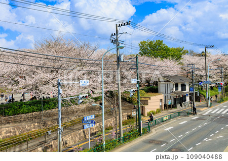 東京 北区 桜が満開の飛鳥山公園 東京 北区 桜が満開の飛鳥山公園 109040488