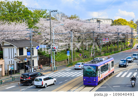 東京 北区 桜が満開の飛鳥山公園と東京さくらトラム 東京 北区 桜が満開の飛鳥山公園と東京さくらトラム 109040491