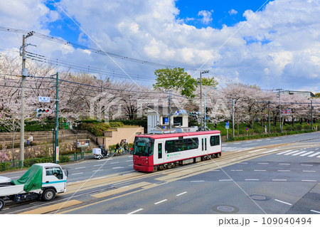 東京 北区 桜が満開の飛鳥山公園と東京さくらトラム 東京 北区 桜が満開の飛鳥山公園と東京さくらトラム 109040494