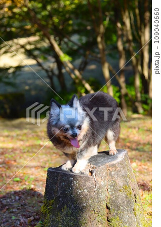 毛呂山町総合公園の外周散歩で切り株に乗って可愛く見つめるチワワの女の子むーちゃん♡ 毛呂山町総合公園の外周散歩で切り株に乗って可愛く見つめるチワワの女の子むーちゃん♡ 109040660