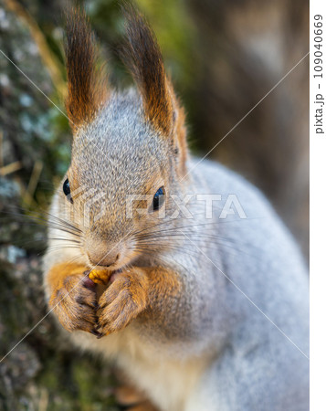 The squirrel with nut sits on a branches in the spring or summer. Portrait of the squirrel close-up 109040669