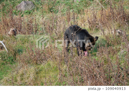 北海道知床半島でヒグマの鮭の食べ残しを待つエゾタヌキ 109040913