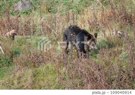 北海道知床半島でヒグマの鮭の食べ残しを待つエゾタヌキ 109040914