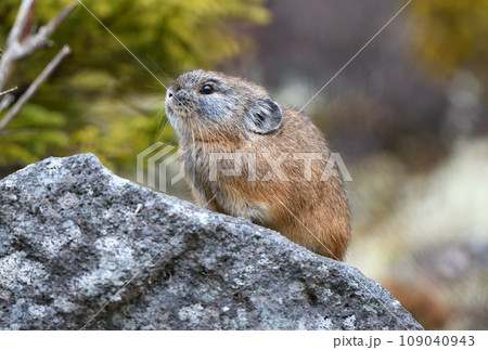 北海道大雪国立公園内の岩の上に座る秋のエゾナキウサギ 109040943