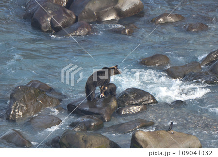 北海道知床半島の海で鮭を探す親子のヒグマ 北海道知床半島の海で鮭を探す親子のヒグマ 109041032