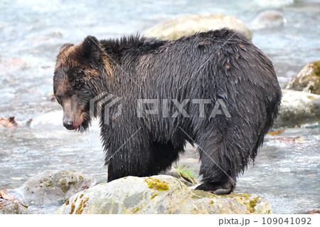 北海道知床半島の川で捕まえた鮭を食べるヒグマ 北海道知床半島の川で捕まえた鮭を食べるヒグマ 109041092