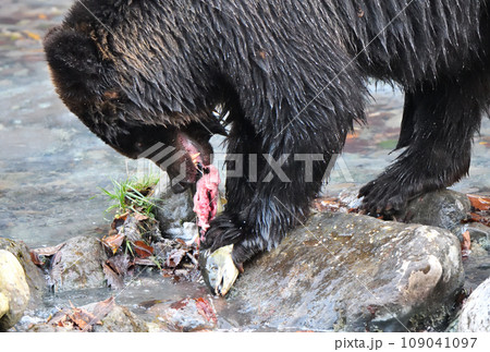 北海道知床半島の川で捕まえた鮭を食べるヒグマの写真素材 [109041097] - PIXTA