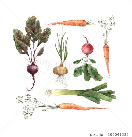 Watercolor set of vegetables, onions, beets, radishes, carrots. Isolated handmade elements on a white background. Use in graphic and printing design. 109041383