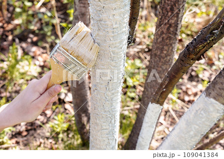Woman's hand whitewashes tree trunks in the garden in spring 109041384