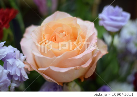 Close up beautiful Pink  rose flower bouquet 109041611