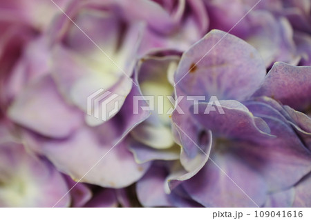 Beautiful purple hydrangea flower bouquet close up Beautiful purple hydrangea flower bouquet close up 109041616