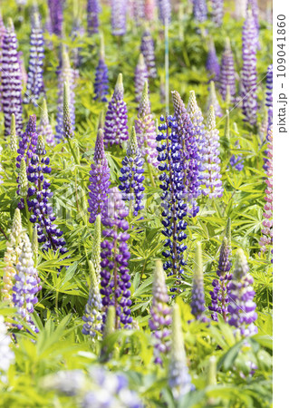 ルピナスの花畑 109041860