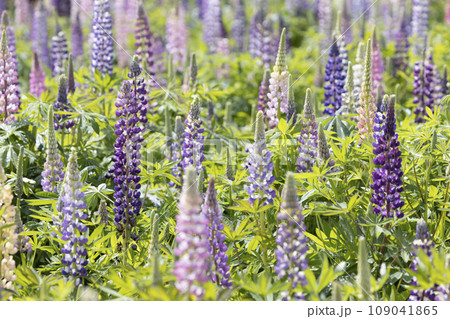 ルピナスの花畑 109041865