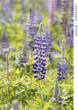 ルピナスの花畑 109041867