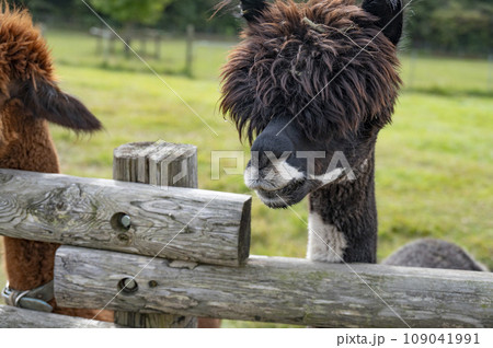 愛らしいアルパカ 109041991