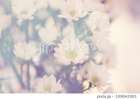 white cutter gypsophila flower with filter color 109042003