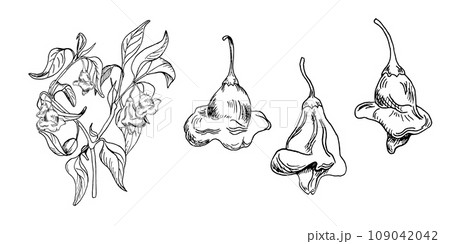 Bush of cayenne crown pepper vector illustration isolated on white background. Hand drawn ink spicy pepper. Hot pepper plant with leaves black white graphic. Design element for wrapping, package Bush of cayenne crown pepper vector illustration isolated on white background. Hand drawn ink spicy pepper. Hot pepper plant with leaves black white graphic. Design element for wrapping, package 109042042